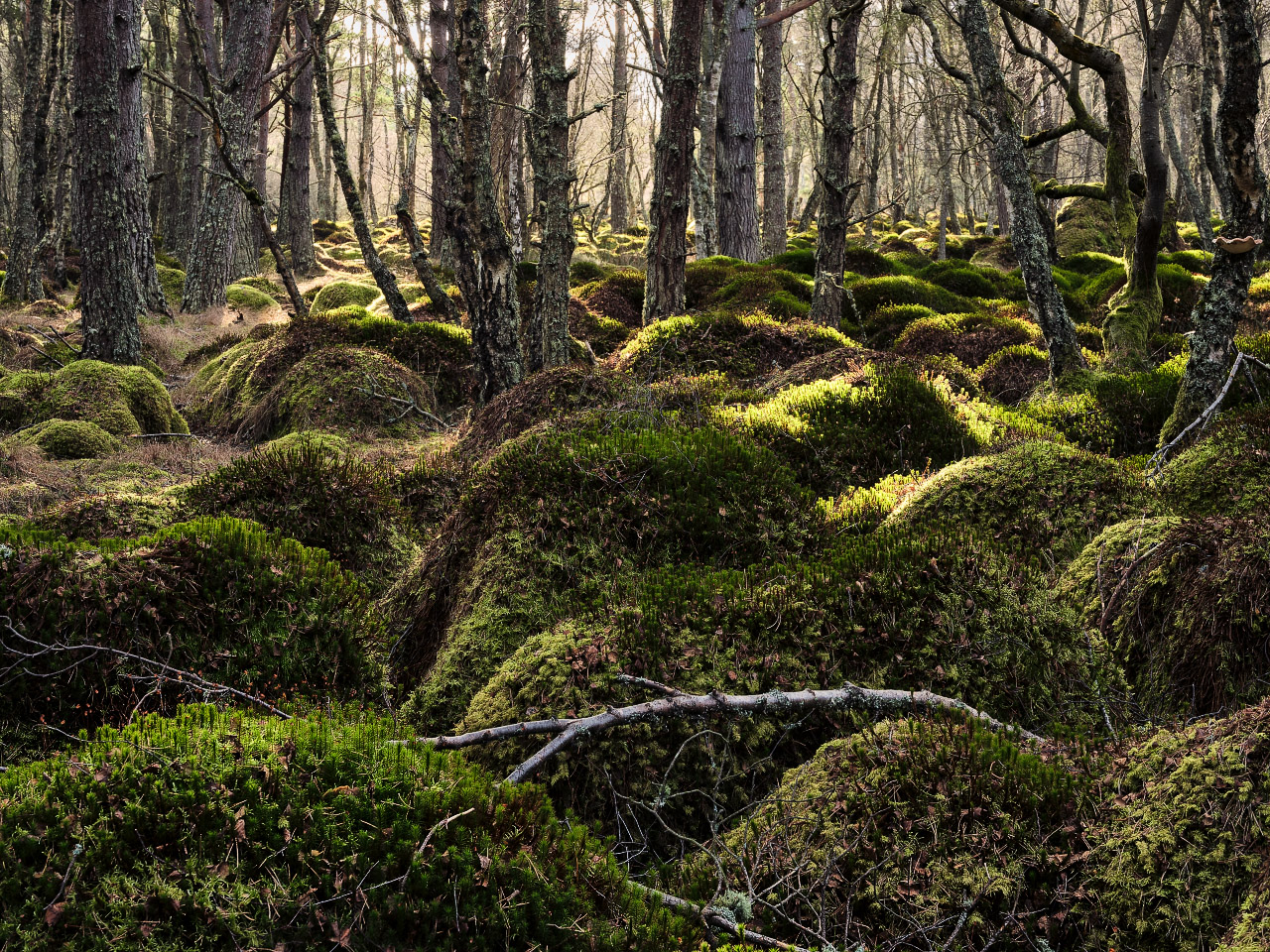 Fallen Birch Twigs