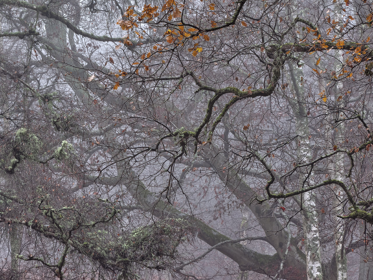 Above The Hidden Wood