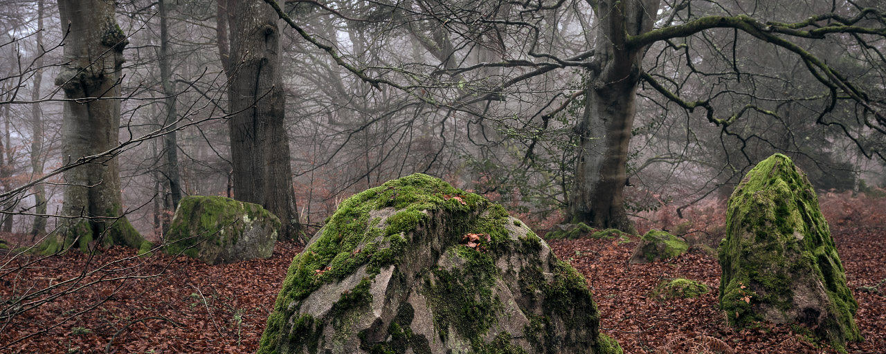 The Hidden Wood