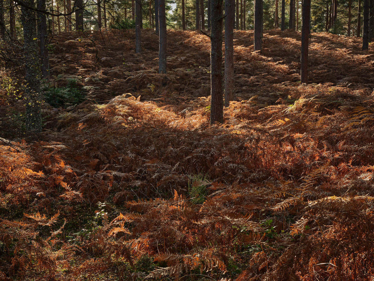 Autumn - Bracken