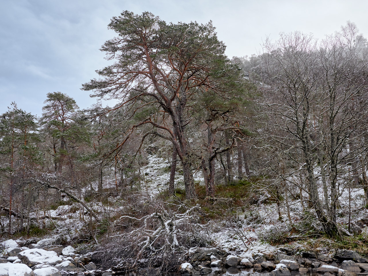 Snow Sprinkle