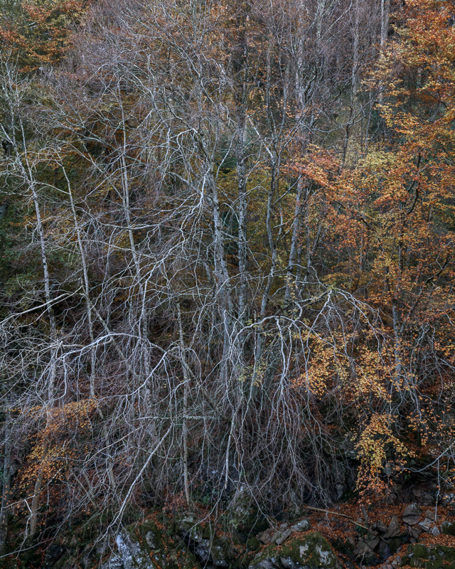 Autumn At Logie