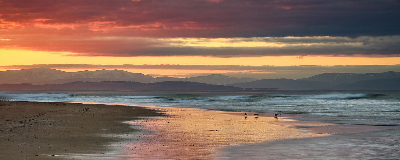 Oystercatchers Feeding - Covesea