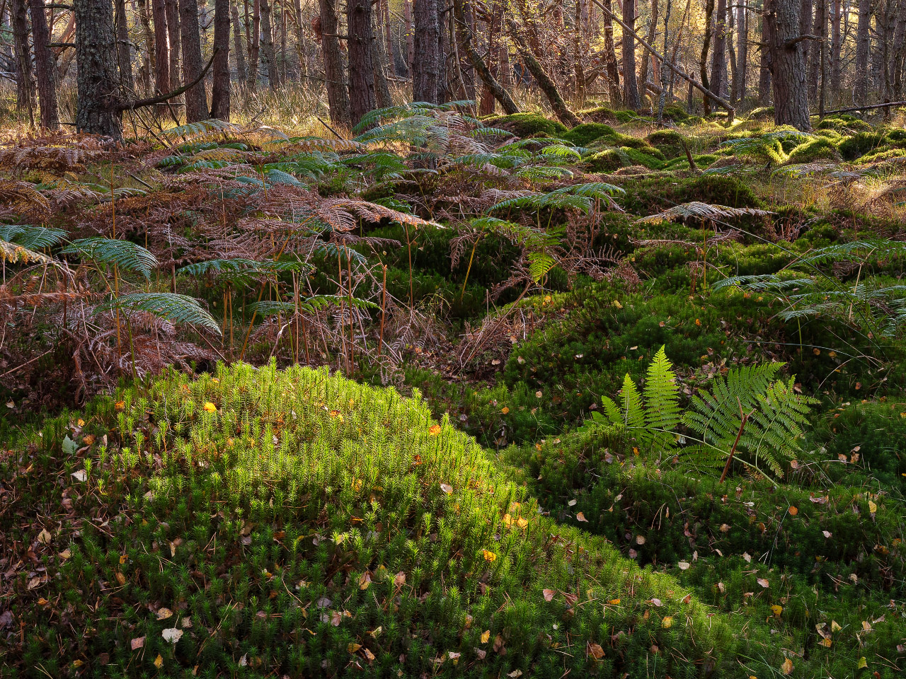 Backlit Forest - Warm Day October