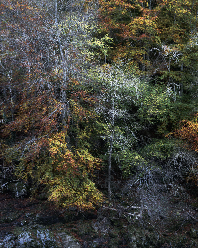 Trees At Logie