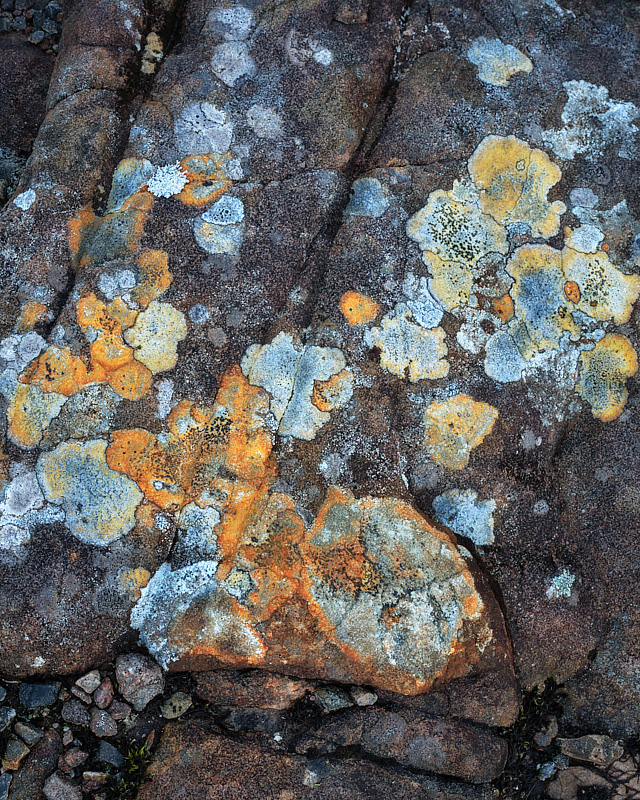 Lichens - Loch Maree