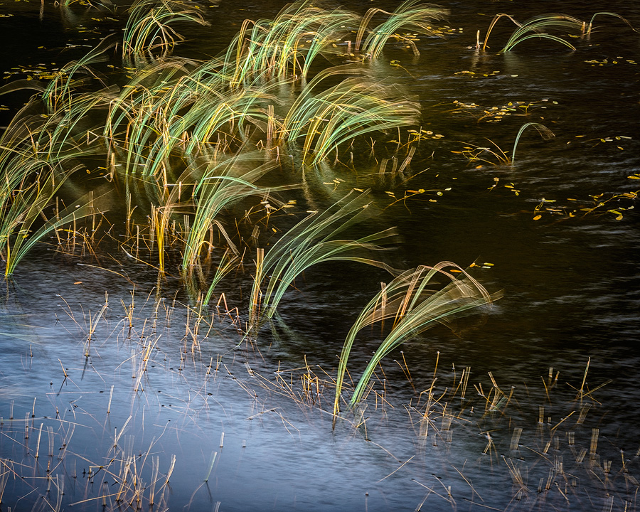 Wind Blown Reeds