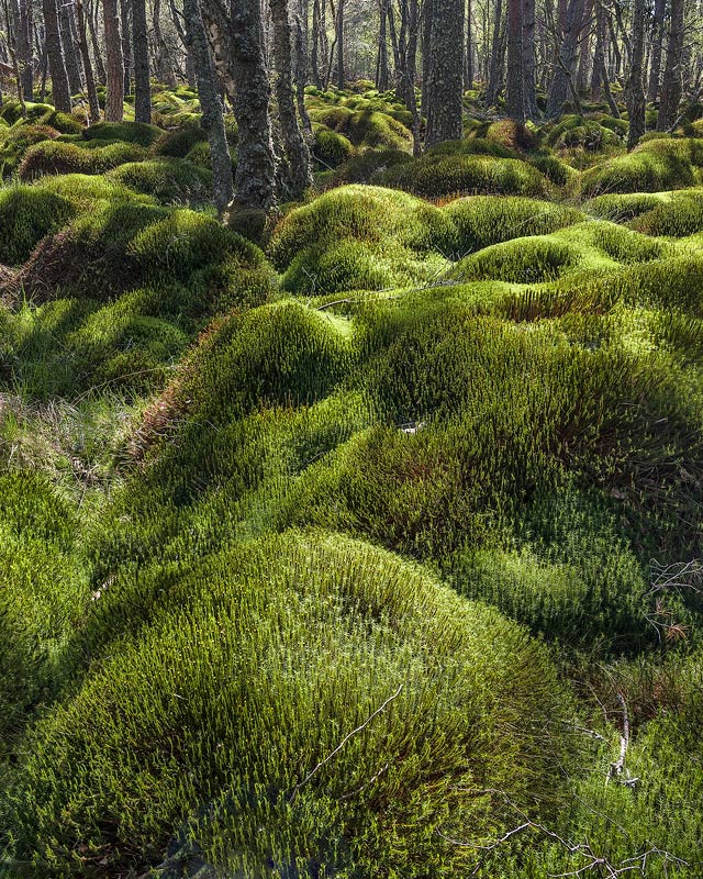 A Moss Blend