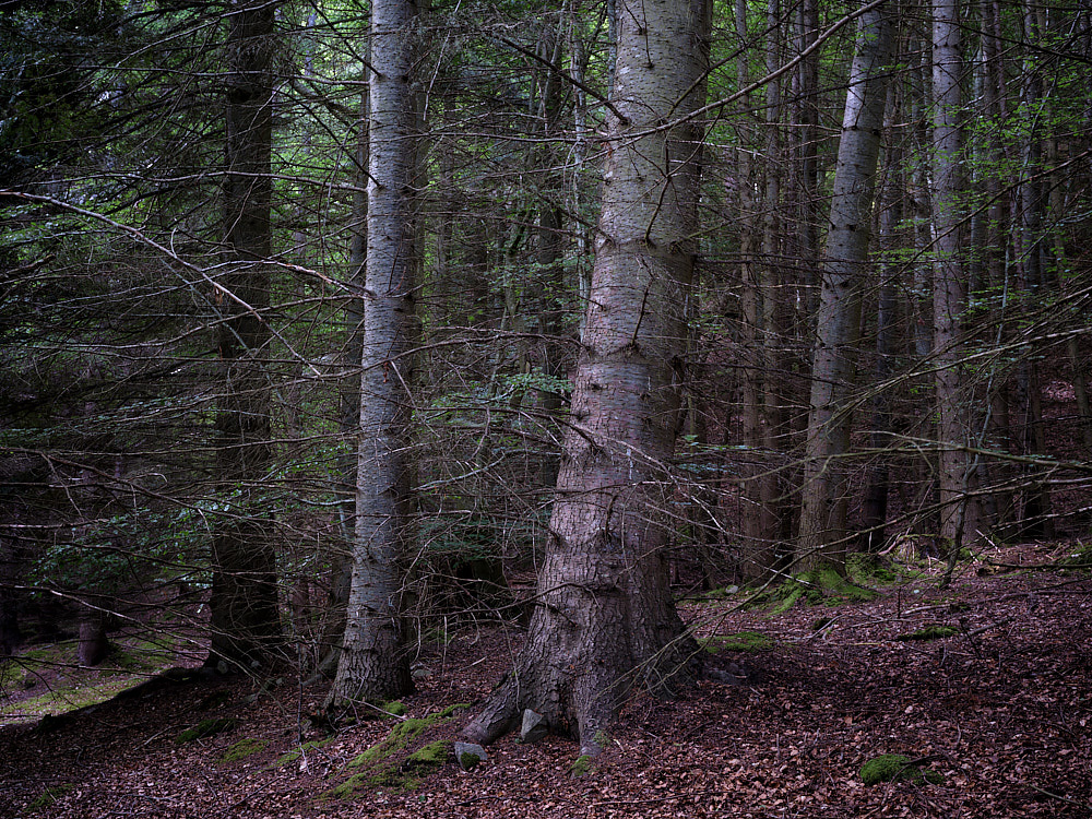 A Wood Near Pluscarden