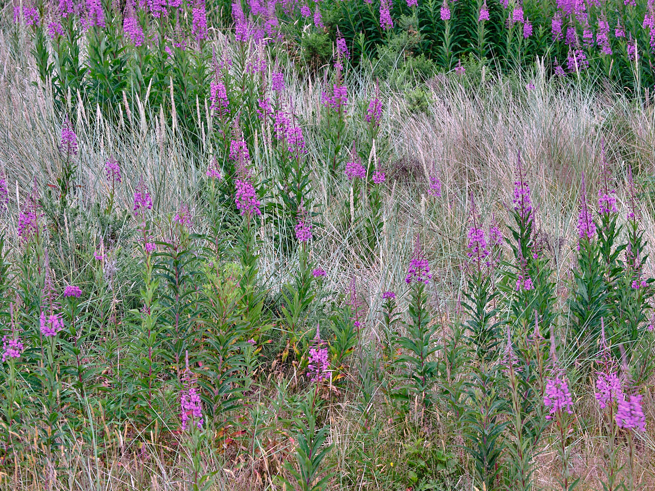 Rosebay Willowherb – Chamerion angustifolium