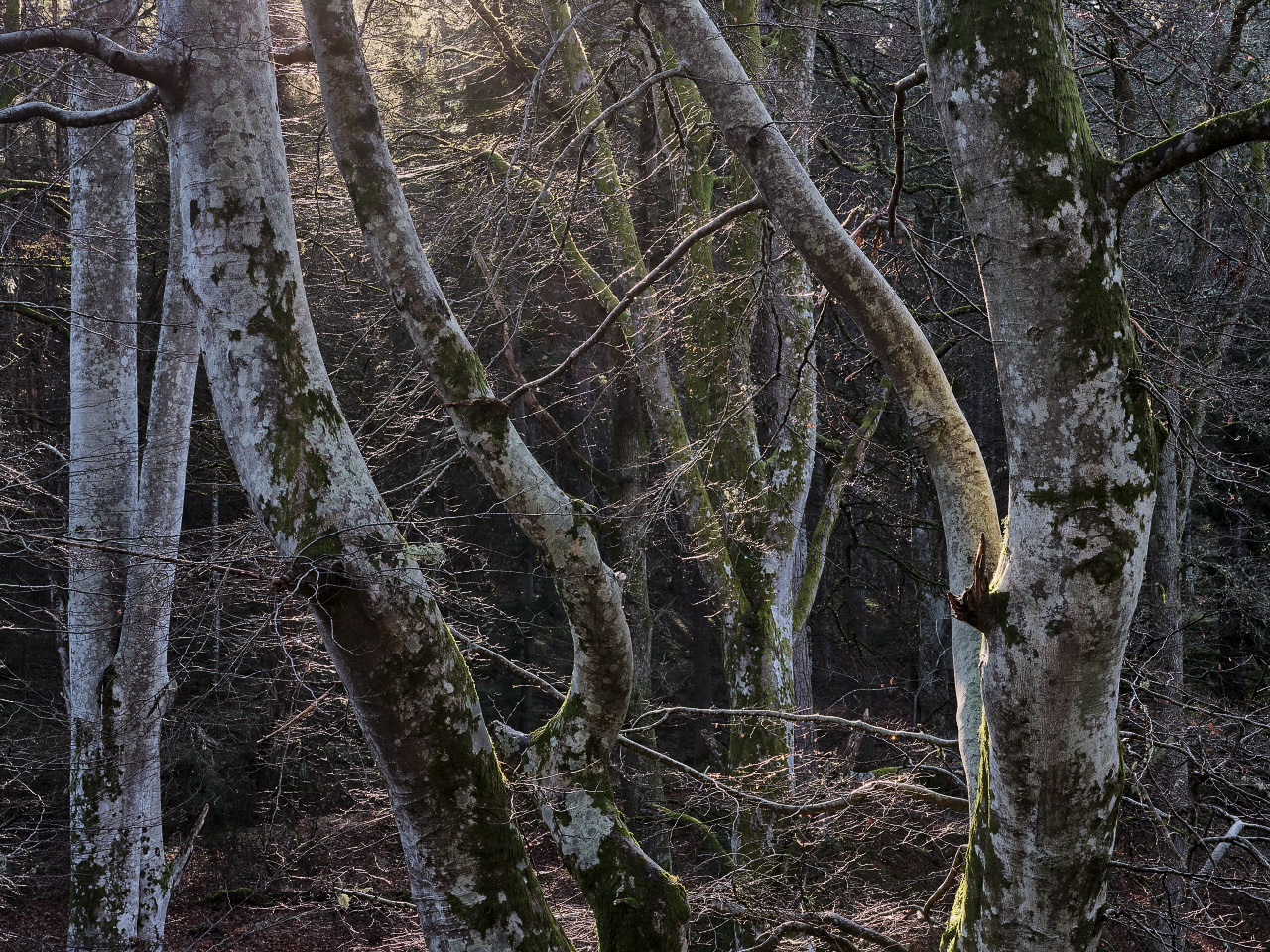 Winter sun on Birch