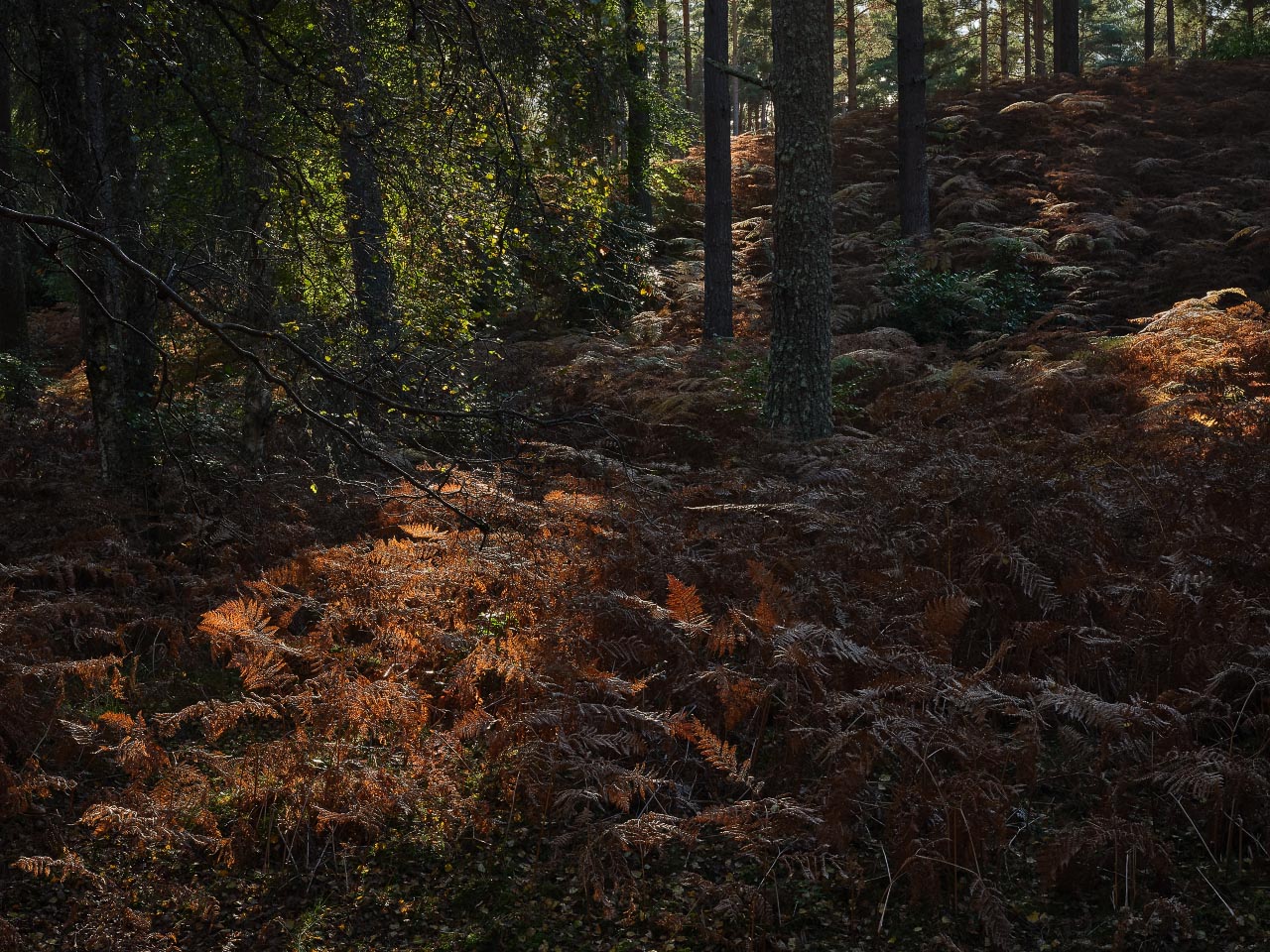 Autumn - Glow