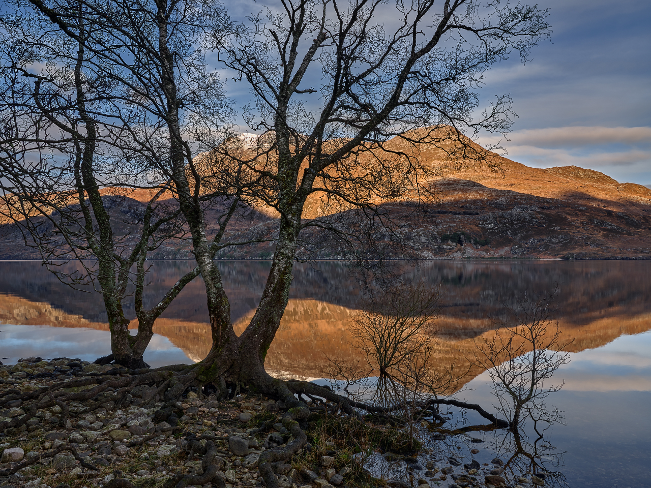 Lochside Birch.