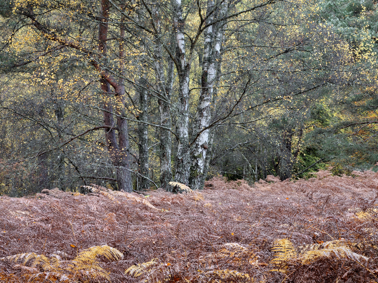 Bracken River