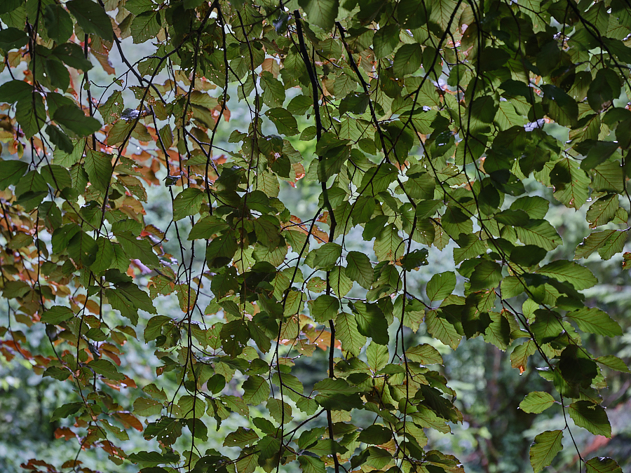 Beech Leaves - Summer