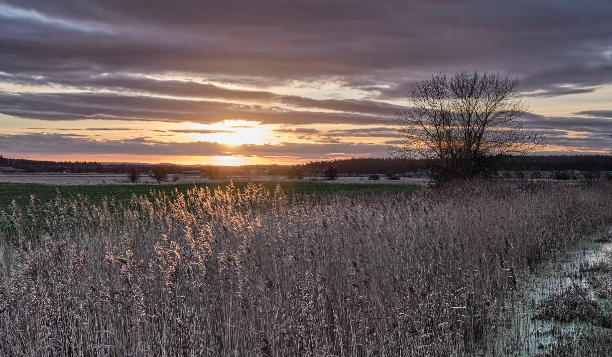 Sun On Reeds