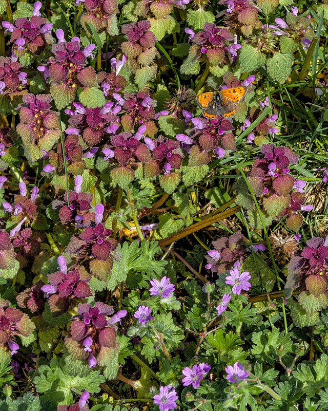 The Small Copper