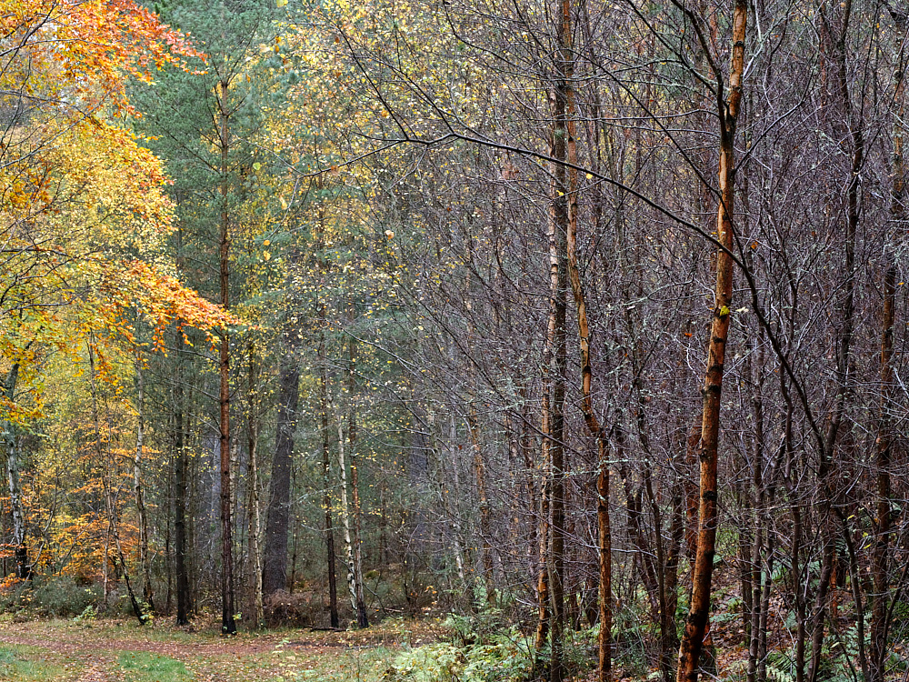 Culbin 103 - Autumn Birches