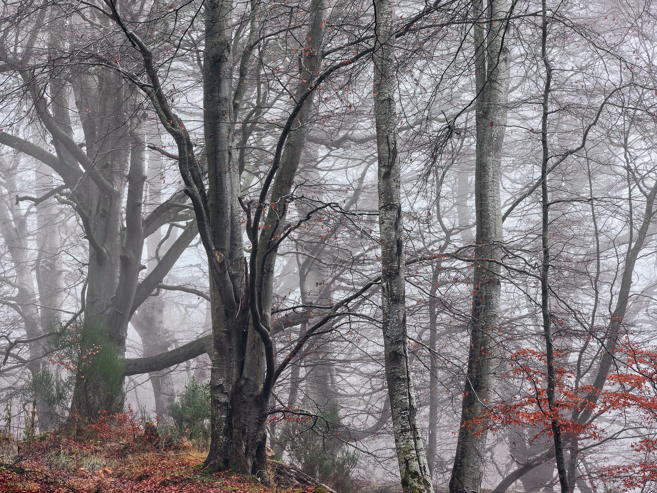 Red Leaves In The Hidden Wood.