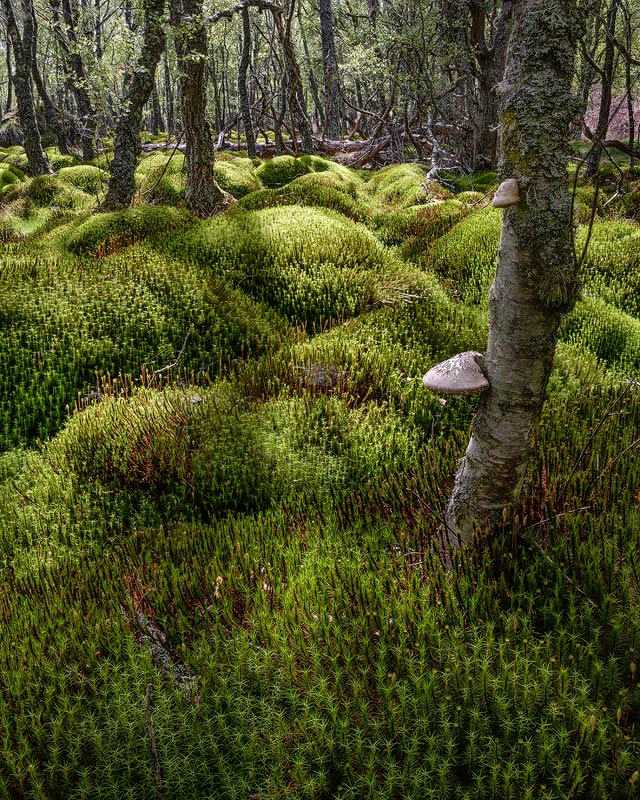 Birch Bracket And Moss