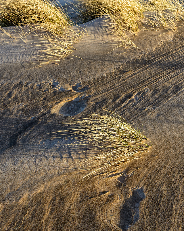 Dune Study No 3