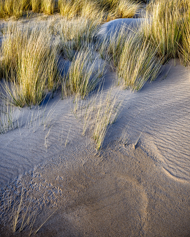 Dune Study No 2