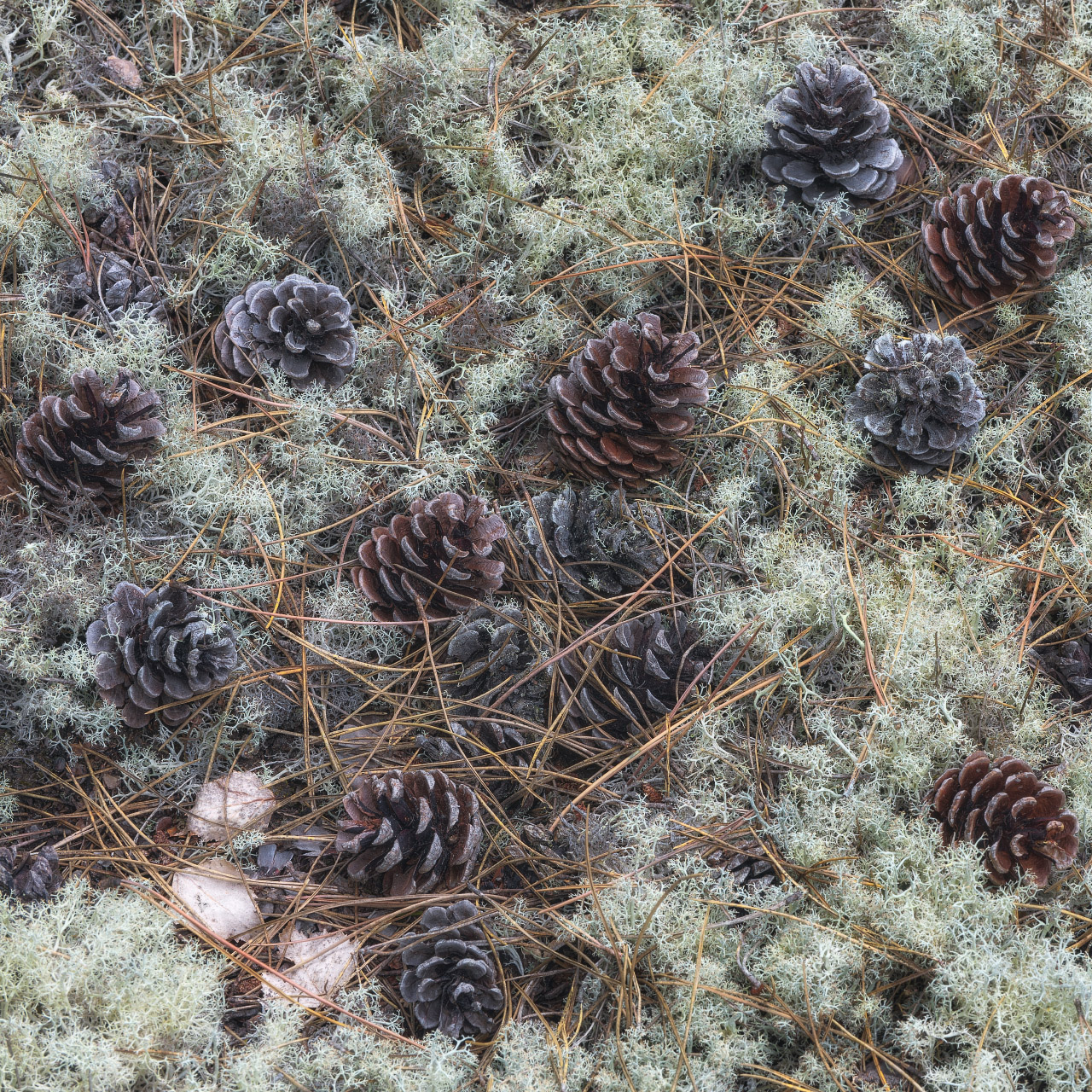 Cones At Culbin