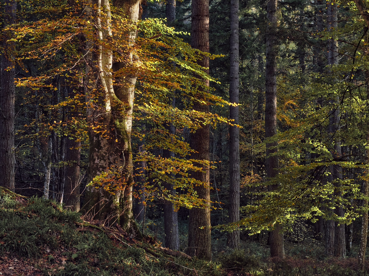 Autumn, Late Afternoon.