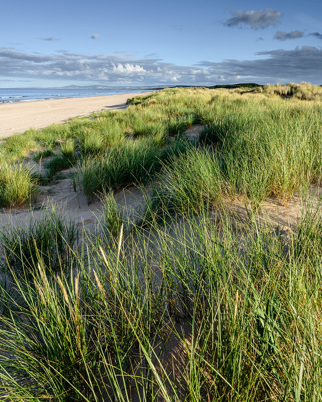 Spring Dunes