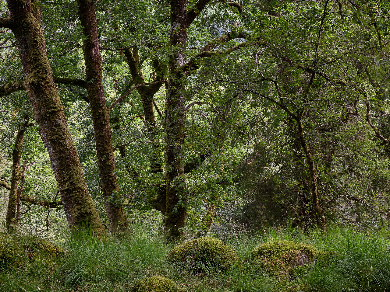 Oak In Shade