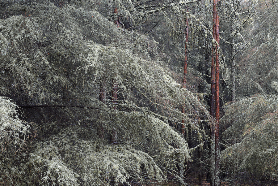 After Rain - Lichen On Larch