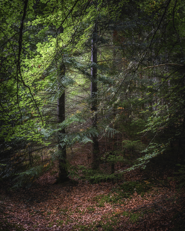 First Leaves of Autumn