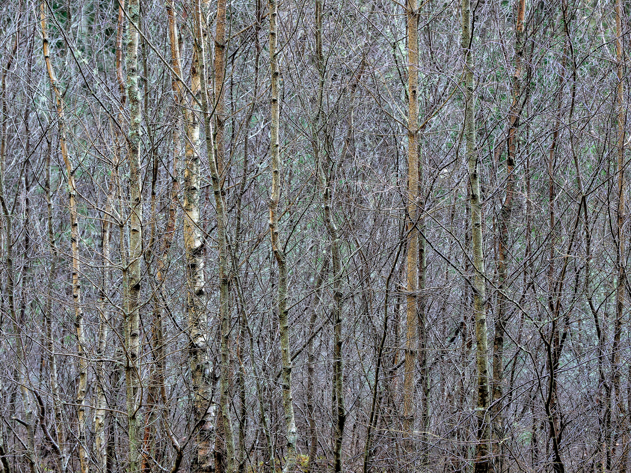 Silver Saplings