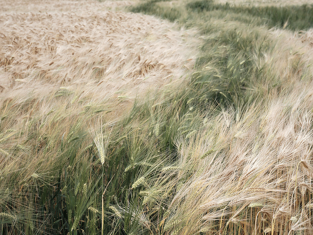 Blowing Barley No1