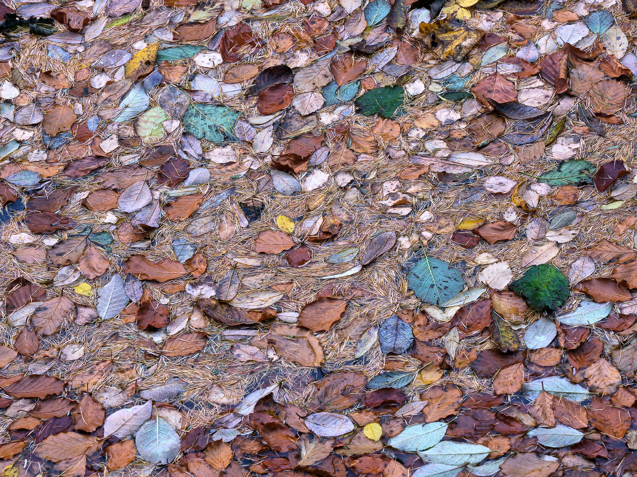 Pond Litter - November