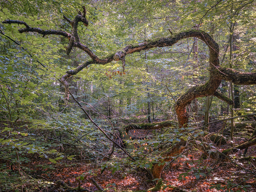 Fallen Branch