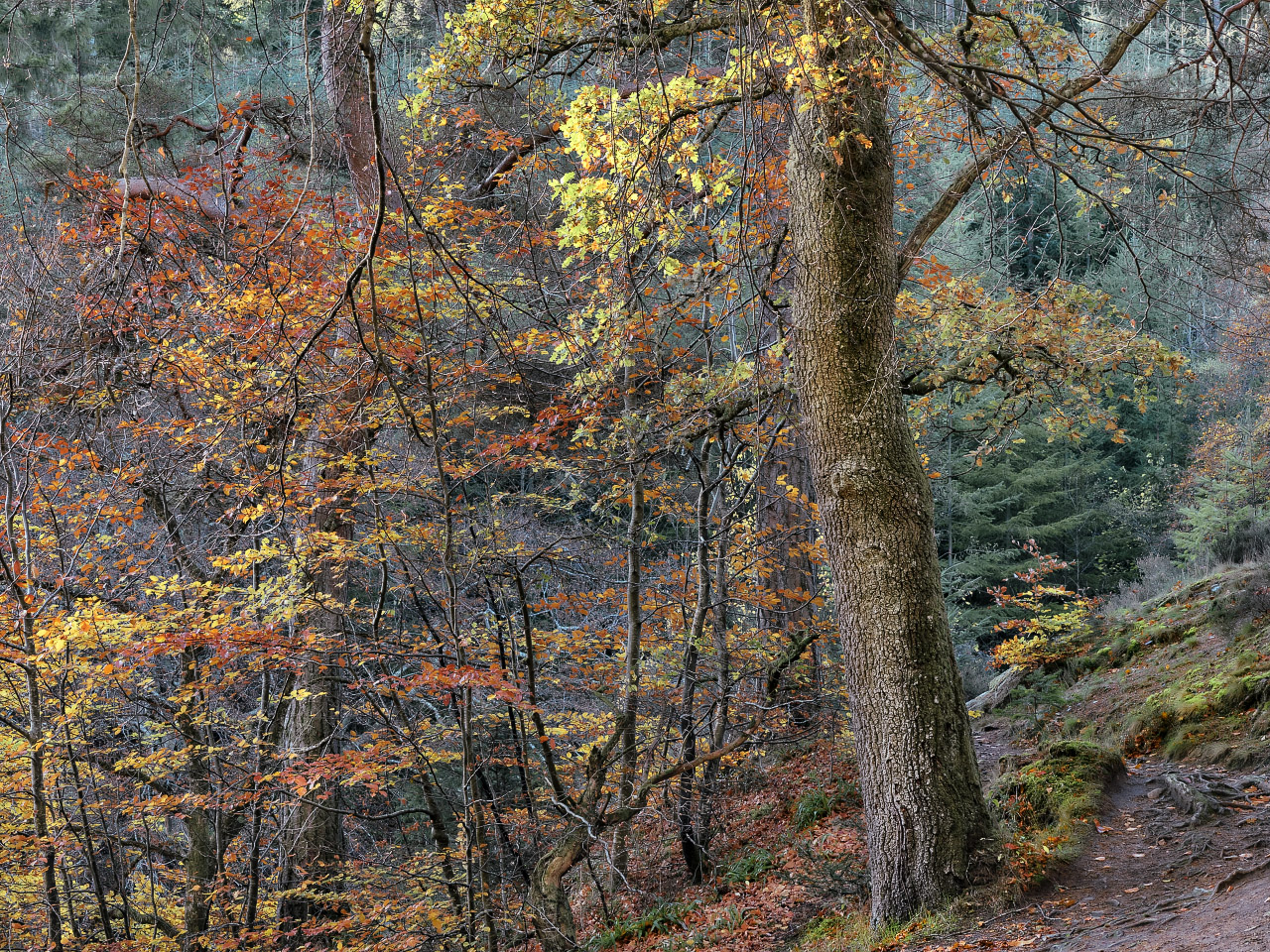 Proud Oak