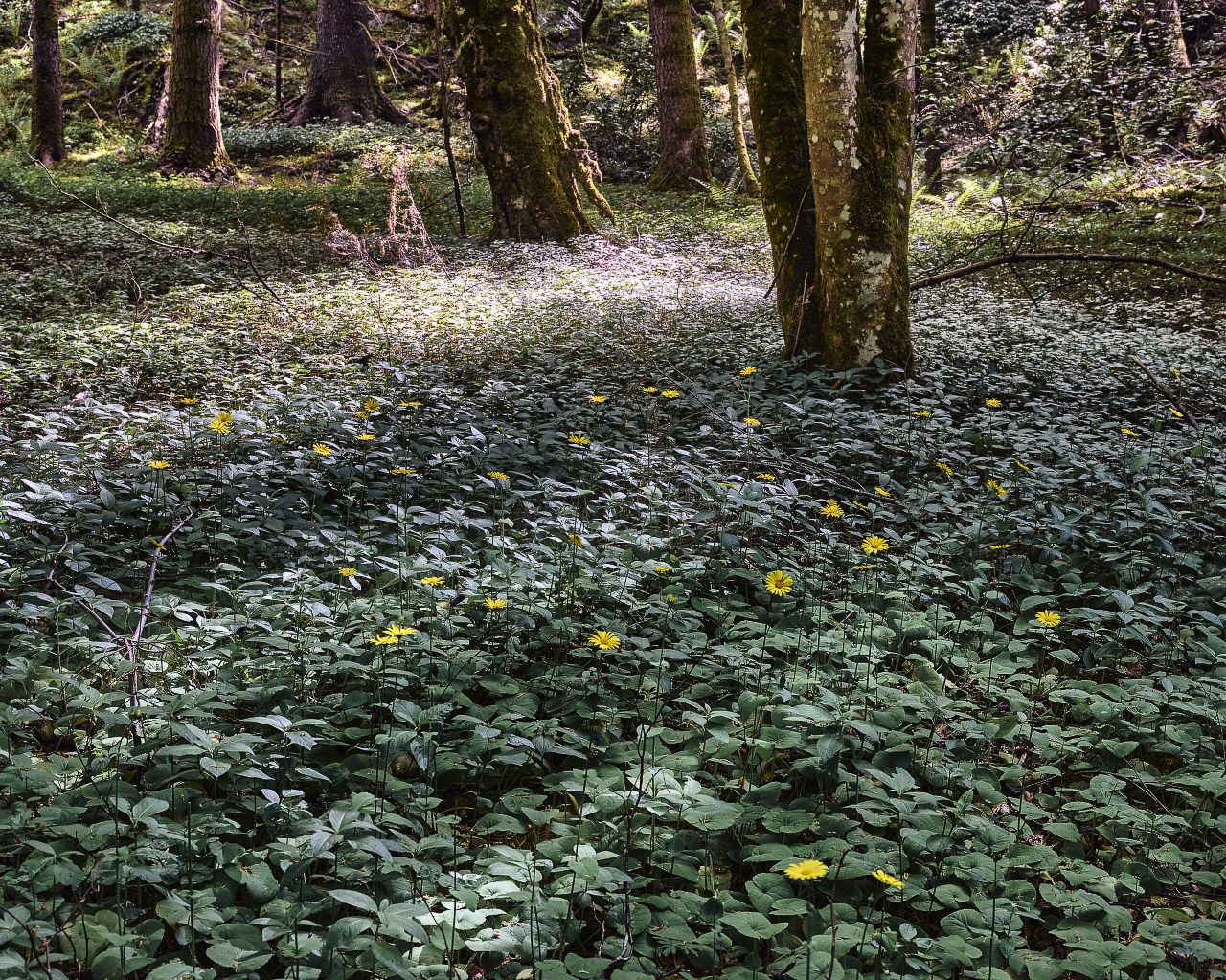 Forest Light