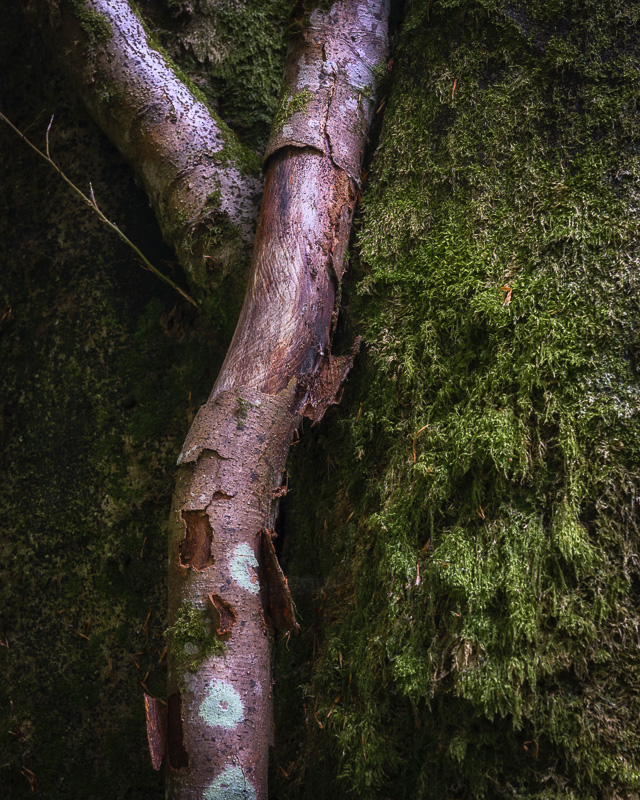 Hidden Branches