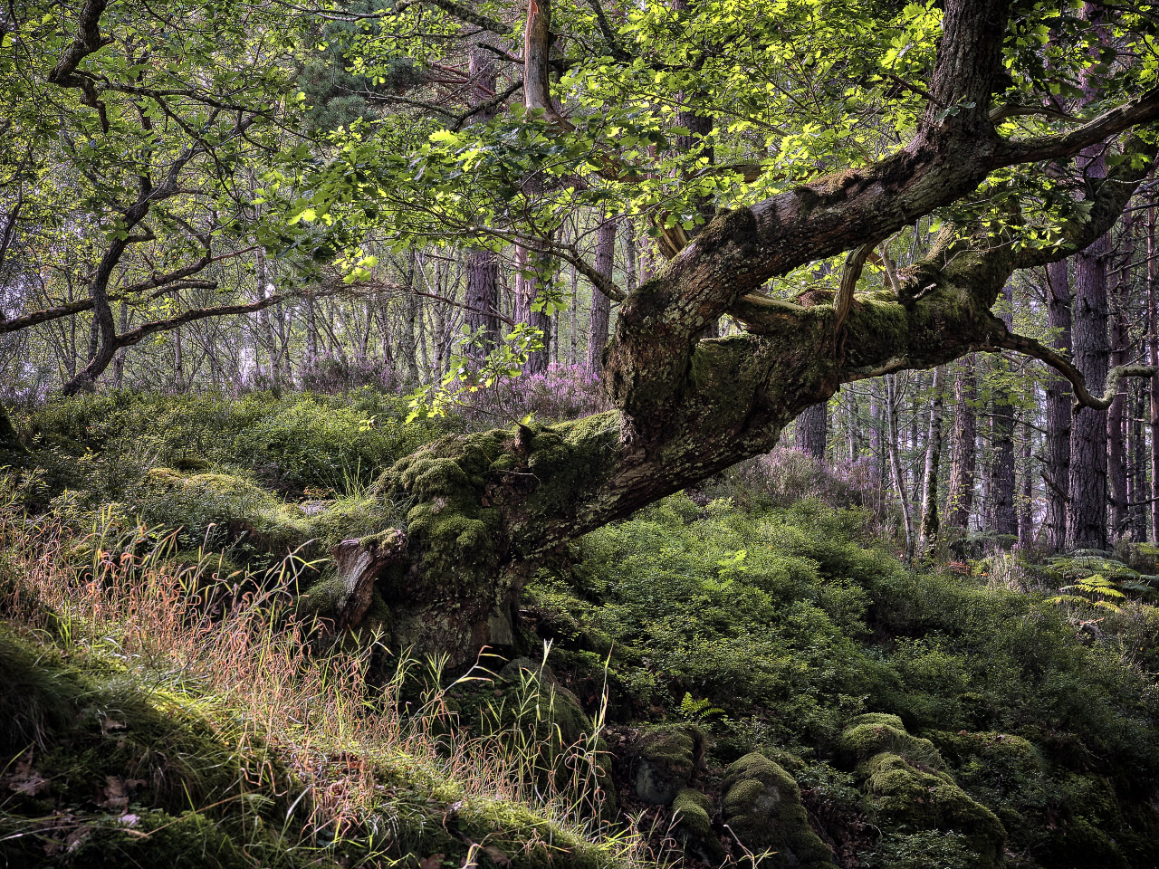 Weathered Oak - Summer