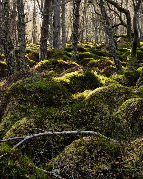 Fallen Birch Twigs