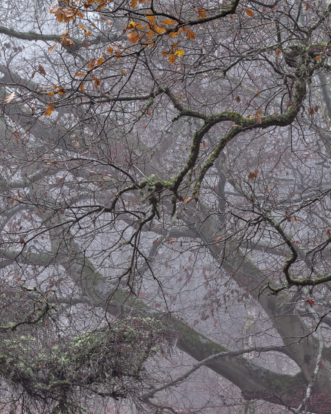 Above The Hidden Wood