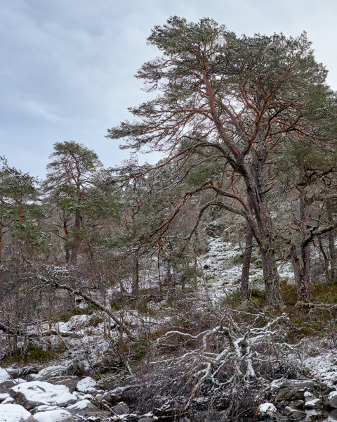 Snow Sprinkle