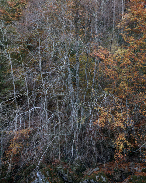 Autumn At Logie