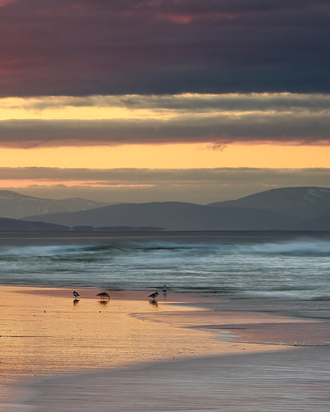 Oystercatchers Feeding - Covesea