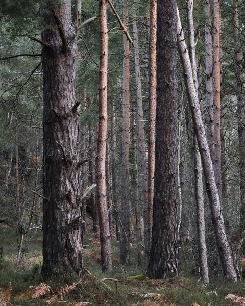 Young Pines - Winter