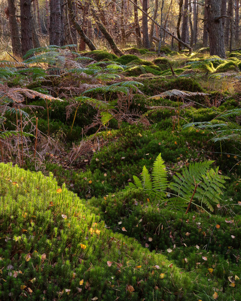 Backlit Forest - Warm Day October