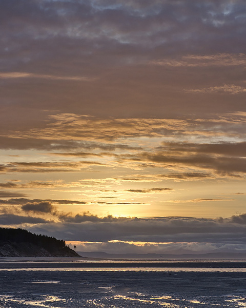 Findhorn Yellows