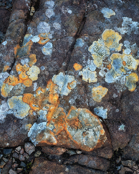 Lichens - Loch Maree