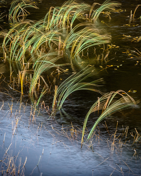 Wind Blown Reeds